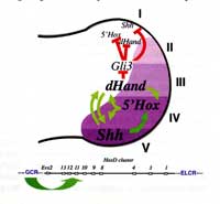 adualrole